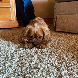 Meet your Posher, Sam